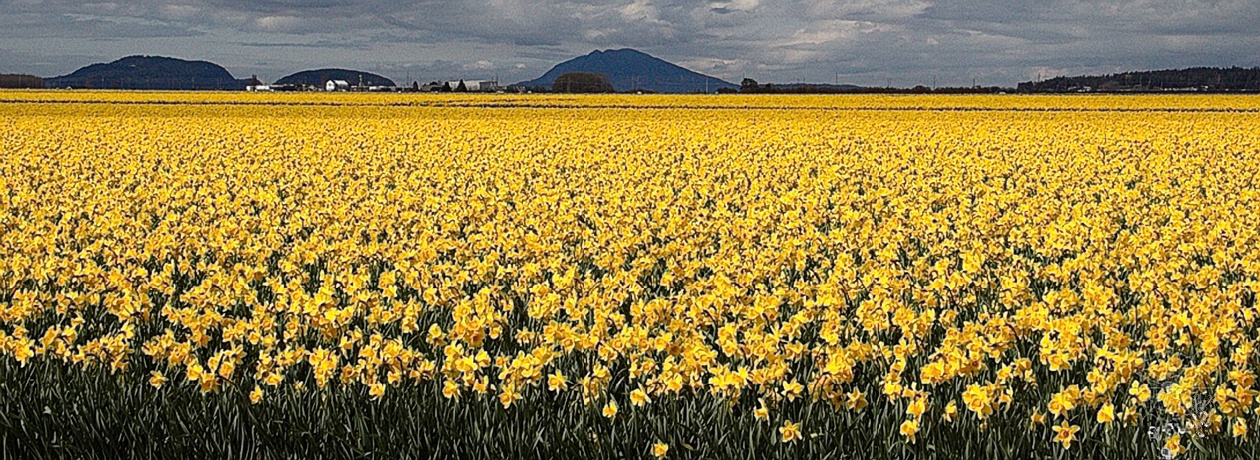 Daffodil Drive, Driftwood Heights